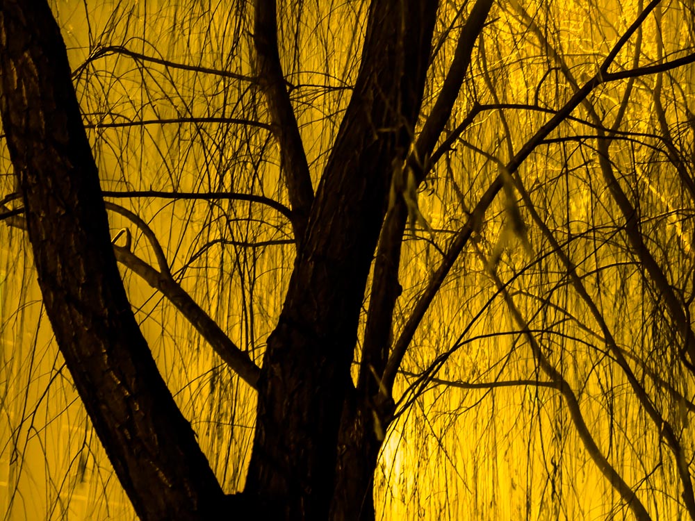 Lyrical nightlandscapes at twilight, New Hope, tree in yellow #ArtPhotography @SteveGiovinco