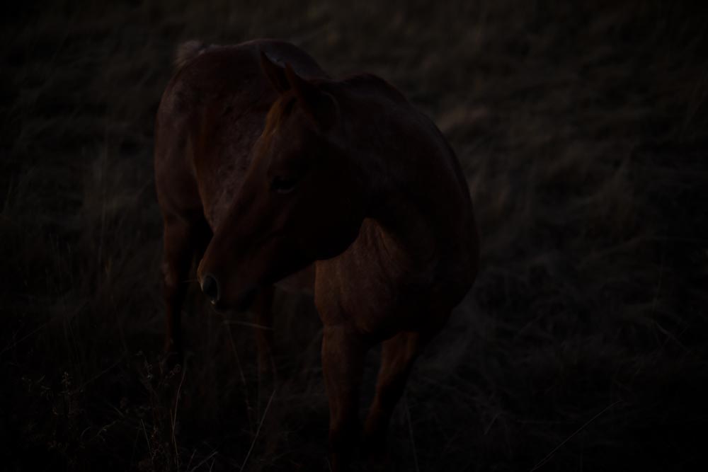 Fine Art Photography Horse Commissions, Steve Giovinco