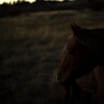 Fine Art Photography Horse Commissions, Steve Giovinco