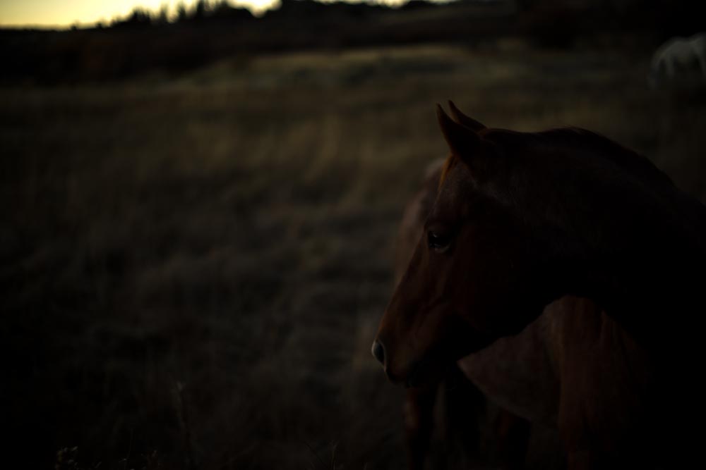 Fine Art Photography Horse Commissions, Steve Giovinco