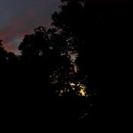 Mysterious trees at night, glowing night landscape [Photograph] @SteveGiovinco