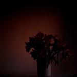 Twilight sets, with flowers: ethereal light @SteveGiovinco