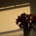 Interiors: afternoon light (flowers) @SteveGiovinco