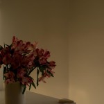 Interiors: afternoon light (flowers) @SteveGiovinco