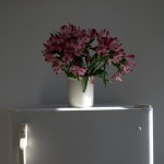 Interiors: afternoon light (flowers) @SteveGiovinco