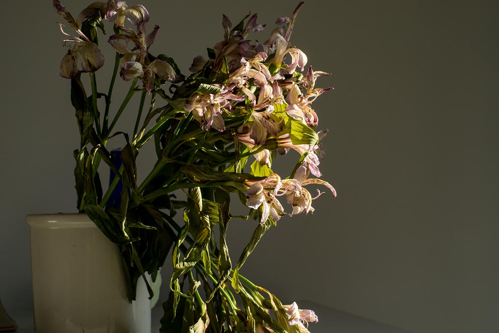 Flowers Fading in Morning Light: Father Project @SteveGiovinco