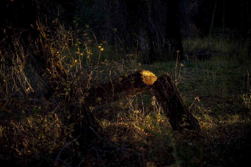 The Translucent Stump: Wyoming Twilight Night Landscape Photograph Steve Giovinco