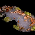 Twilight at the Edge of the World: Wyoming Photographed, Shrimp @SteveGiovinco