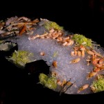 Twilight at the Edge of the World: Wyoming Photographed, Shrimp @SteveGiovinco