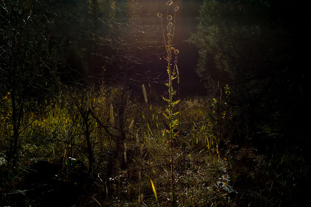 Searingly Clear X-ray Like View In the Meadow: Wyoming at Twilight, Steve Giovinco