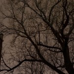 Fine art editorial photography commissions night landscape tree NYC, Steve Giovinco
