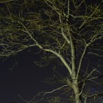 Fine art editorial photography commissions night landscape tree, Steve Giovinco