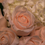 Fine art documentary wedding commission photography in NYC, roses at the Four Seasons, Steve Giovinco