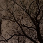 Fine art photography commission (trees night) for Monegraph, Steve Giovinco