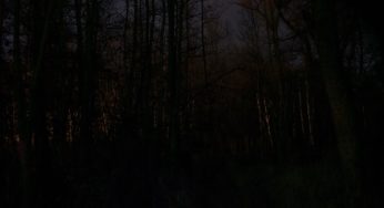 Forest, 2am: Until the End of the World