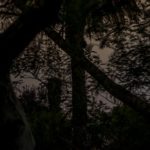 Lyrical Dark Nights, South of France: Crossed Trees