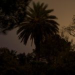 Lyrical Dark Nights, South of France: Palm Trees