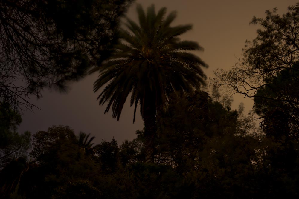 Lyrical Dark Nights, South of France: Palm Trees