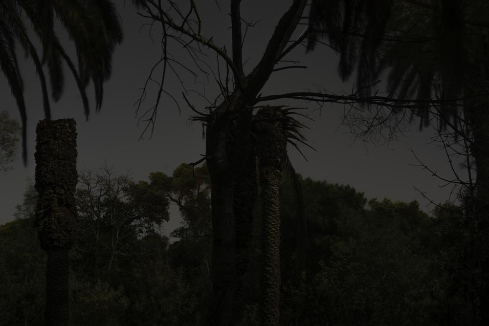Artist-in-Residence, Rhapsodic Night Landscape Photographs and Exhibition in France: Strange Tree
