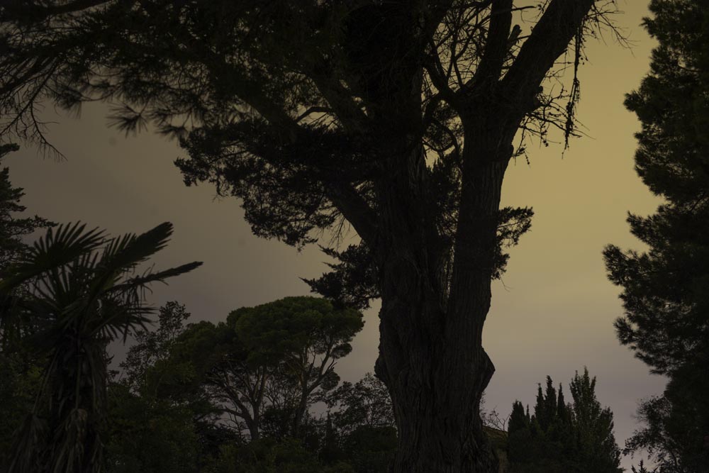 I Photographed at a 19th Century French Chateau at Night. This is What it Looks Like--Tree