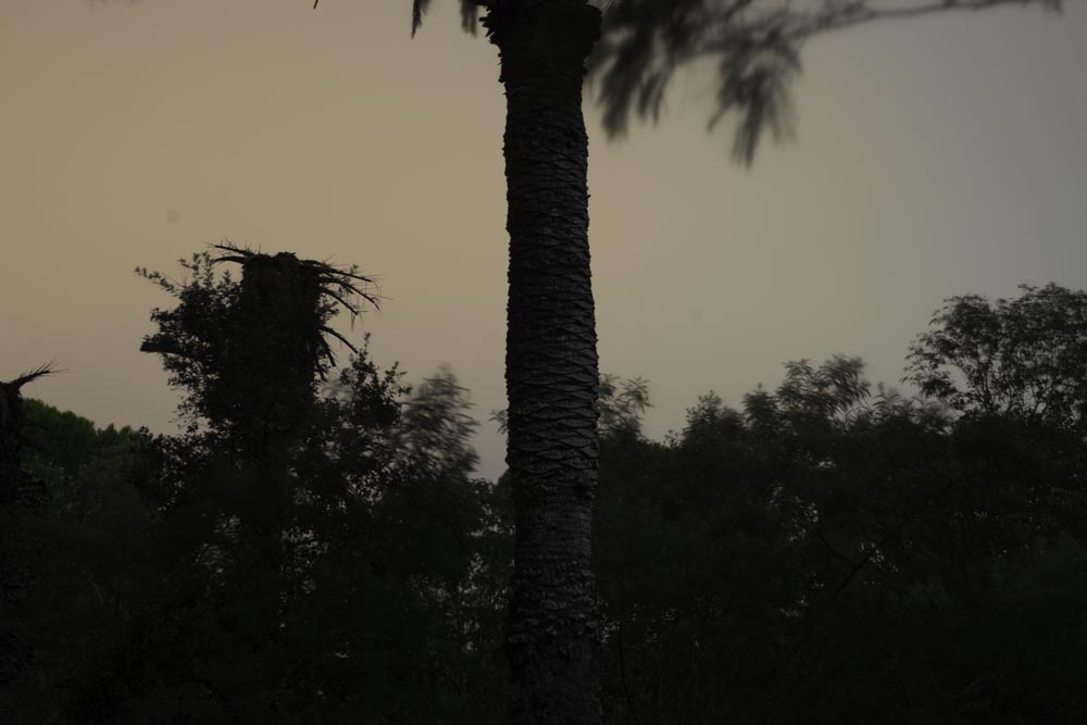 J'ai photographié au Château français de la nuit du 19ème siècle. C'est comme ça que ça ressemble palm