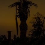 Artist-in-Residence, Rhapsodic Night Landscape Photographs and Exhibition in France: Yellow Palm