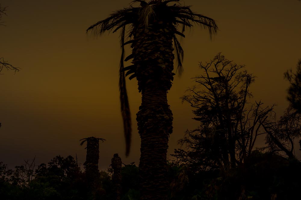 Artist-in-Residence, Rhapsodic Night Landscape Photographs and Exhibition in France: Yellow Palm