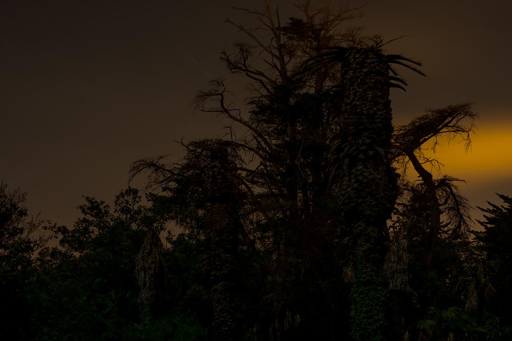 Artist-in-Residence, Rhapsodic Night Landscape Photographs and Exhibition in France: Trees Near Chateau