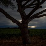 Artist-in-Residence, Rhapsodic Night Landscape Photographs and Exhibition in France: Lone Tree