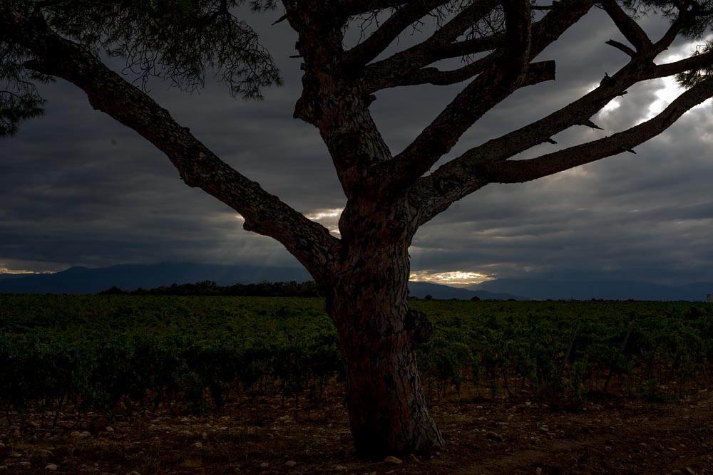 Artist-in-Residence, Rhapsodic Night Landscape Photographs and Exhibition in France: Lone Tree