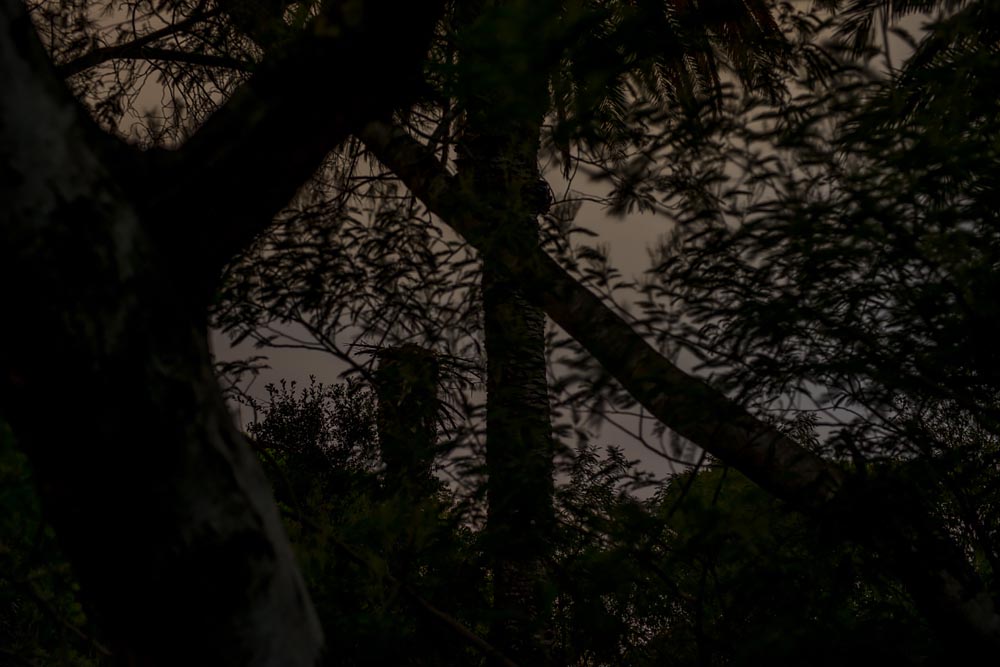 Artist-in-Residence, Rhapsodic Night Landscape Photographs and Exhibition in France: Crossed Palms