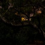 Artist-in-Residence, Rhapsodic Night Landscape Photographs and Exhibition in France: Trees Yellow Light