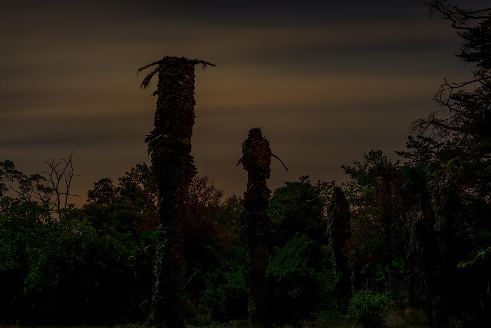 Artist-in-Residence, Rhapsodic Night Landscape Photographs and Exhibition in France: Palms
