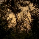 Artist-in-Residence, Rhapsodic Night Landscape Photographs and Exhibition in France: Trees Yellow