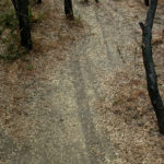 Eclipse-Fine Art Photography Series: Forest Path