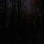 Lyrical Night Landscape Photographs: Forest Night