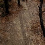 Border: What Texas and Mexico Looks Like, Big Bend National Park, Forest