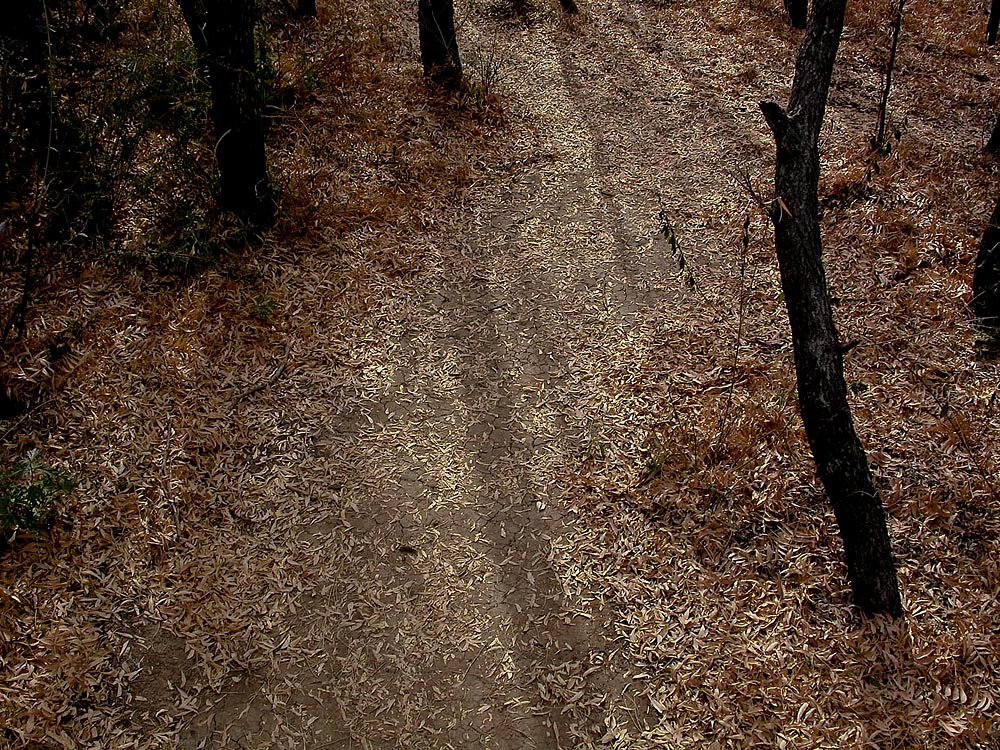 Border: What Texas and Mexico Looks Like, Big Bend National Park, Forest