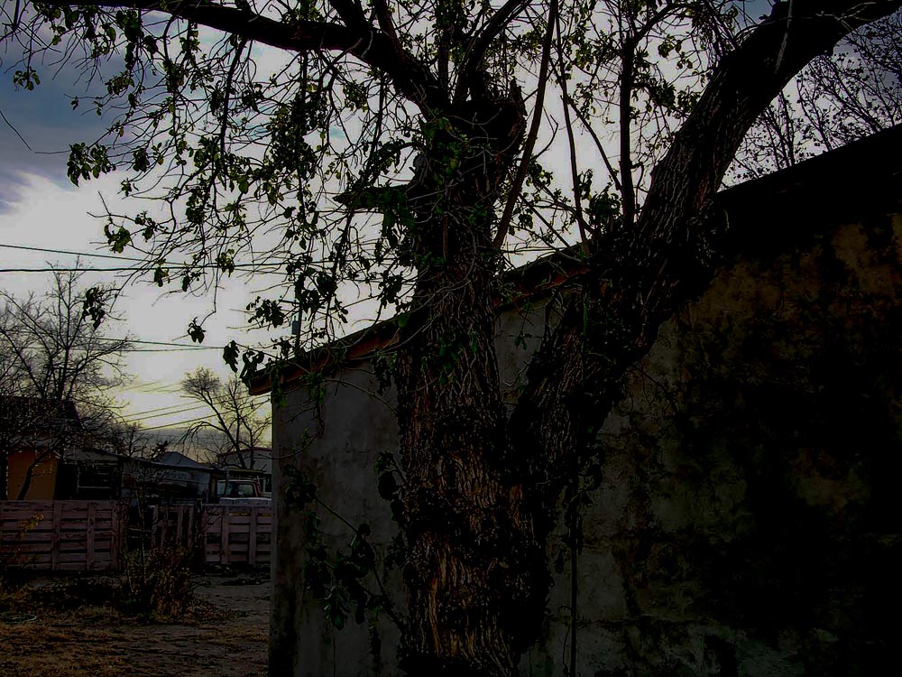 Border: What Texas and Mexico Looks Like, Big Bend National Park, Tree