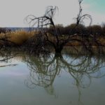 Border: What Texas and Mexico Looks Like, Big Bend National Park, Swamp