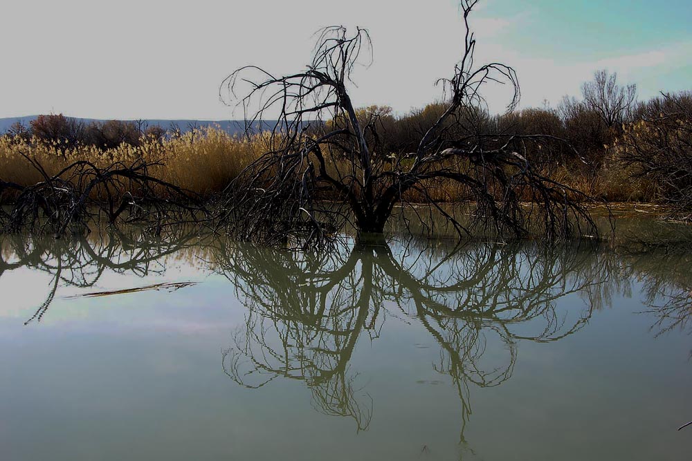 Border: What Texas and Mexico Looks Like, Big Bend National Park, Swamp