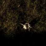 What Climate Change in Greenland Looks Like: Night Photographs of Retreating Glaciers, Lakes and Land: Sheep Skull