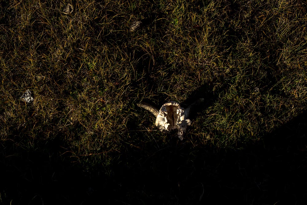 What Climate Change in Greenland Looks Like: Night Photographs of Retreating Glaciers, Lakes and Land: Sheep Skull