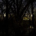 steve-giovinco-michigan-What Photographing at Night in an Abandoned 100-Year Old Factory Looks: Michigan Artist-in-Resident Strange Night Trees