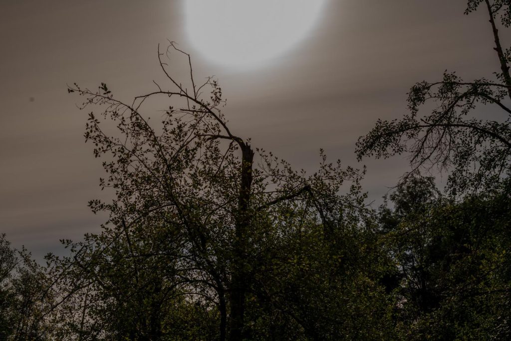 Artist Talk Bloedel Reserve, Bainbridge Island Steve Giovinco Moon Sun Over Tree