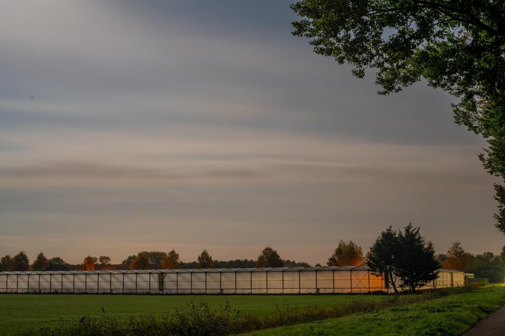 Sites at Risk of Climate Change: Night Landscape Photographs in The Netherlands, Steve Giovinco, Greenhouse Tulips, with Strange Glowing Light Flevoland with Tree