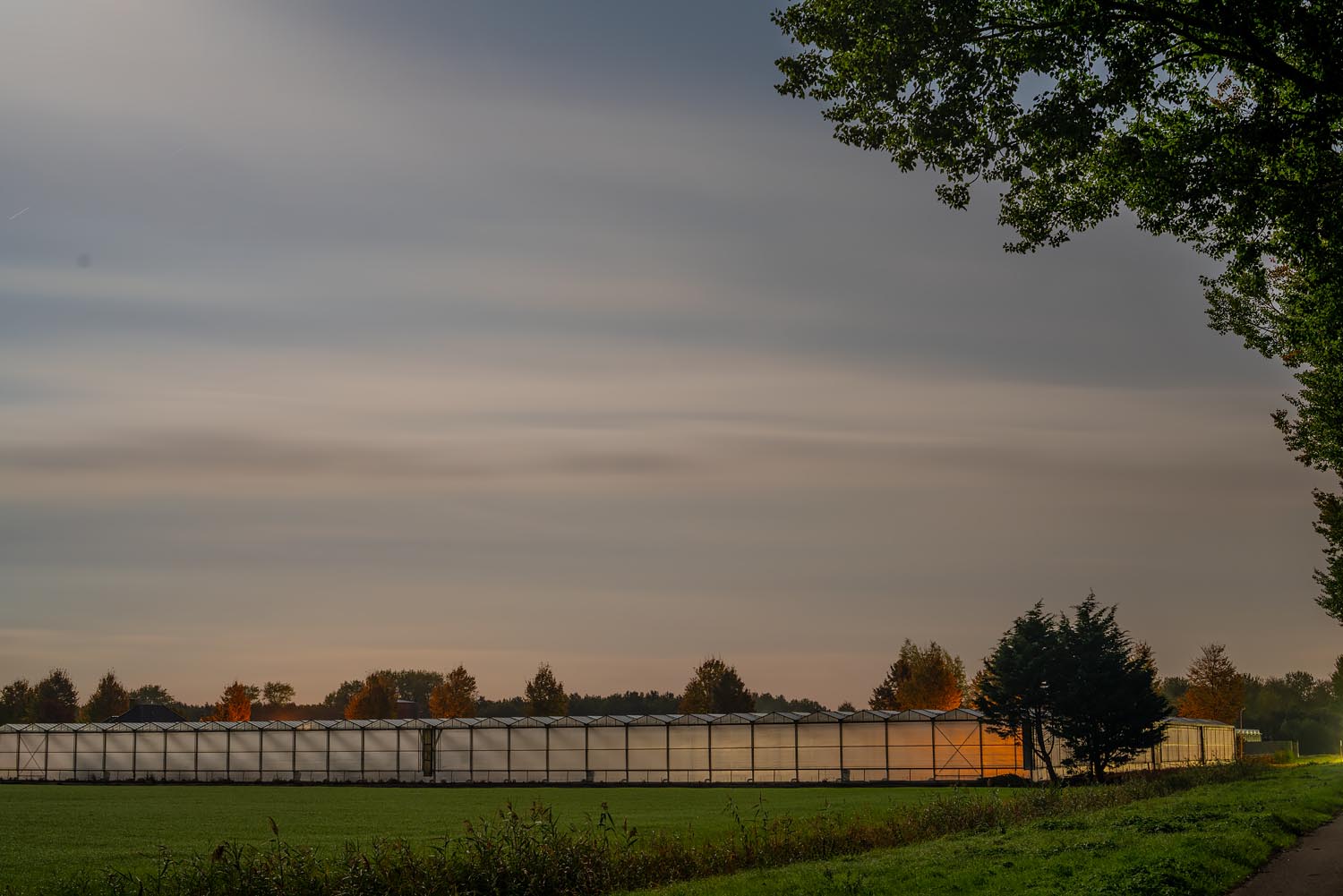 Sites at Risk of Climate Change: Night Landscape Photographs in The Netherlands, Steve Giovinco, Greenhouse Tulips, with Strange Glowing Light Flevoland with Tree